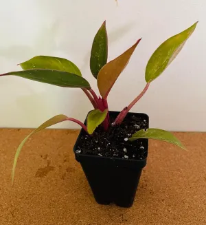 Philodendron Birkin Pink live plant 2.5"" pot, green