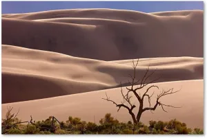 Trademark Fine Art Sand Dunes Np Tree Wall Decor