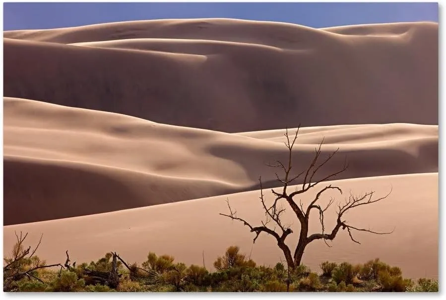 Trademark Fine Art Sand Dunes Np Tree Wall Decor